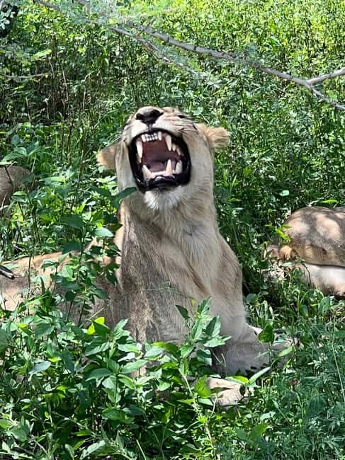 Johannesburg: Half-Day Big 5 Safari Tour - Introduction