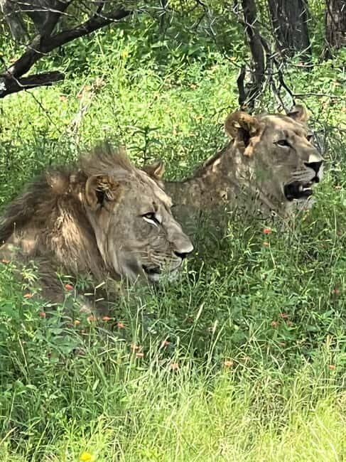 Johannesburg: Half-Day Big 5 Safari Tour - The Authentic Wildlife Experience