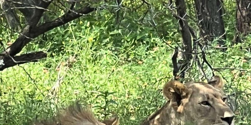 Johannesburg: Half-Day Big 5 Safari Tour - FAQs