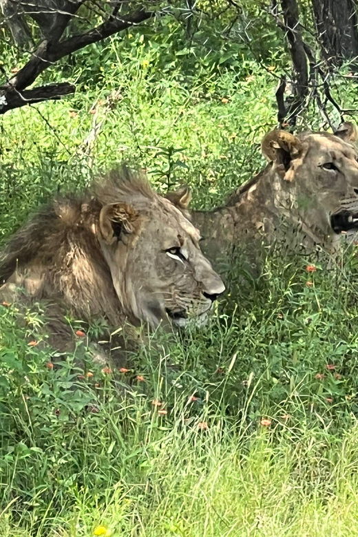 johannesburg-half-day-big-5-safari-tour