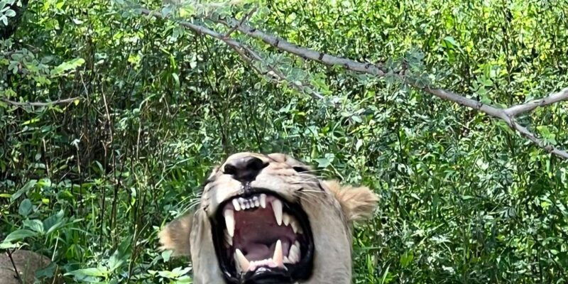 johannesburg-half-day-big-5-safari-tour