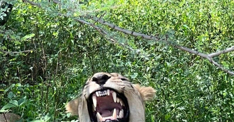 johannesburg-half-day-big-5-safari-tour