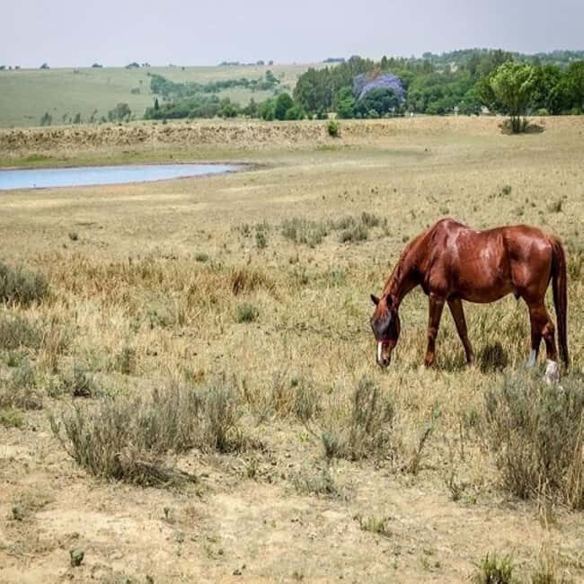 Johannesburg Horse Riding: Return Tranfer Included Lanseria - An Overview of the Horseback Riding Experience