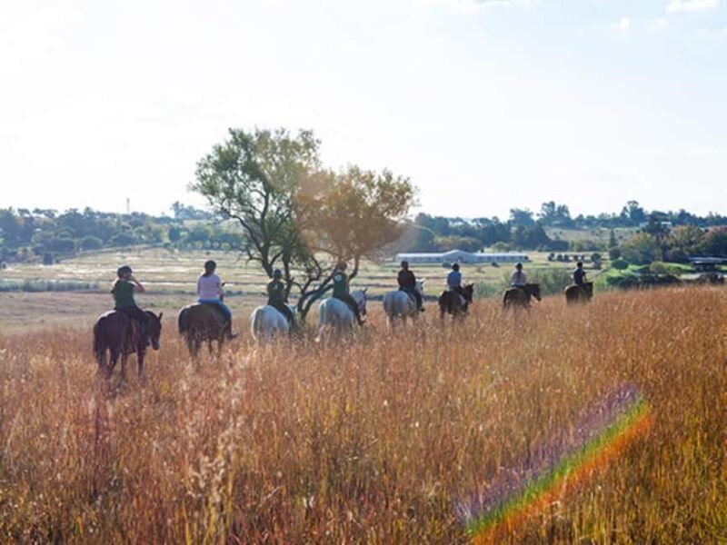 Johannesburg Horse Riding: Return Tranfer Included Lanseria - Pricing and Value