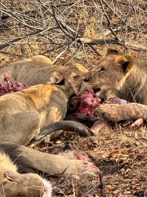 Johannesburg: Johannesburg, Safari and Cape Town 9-Day Trip - Who Will Love This Tour?
