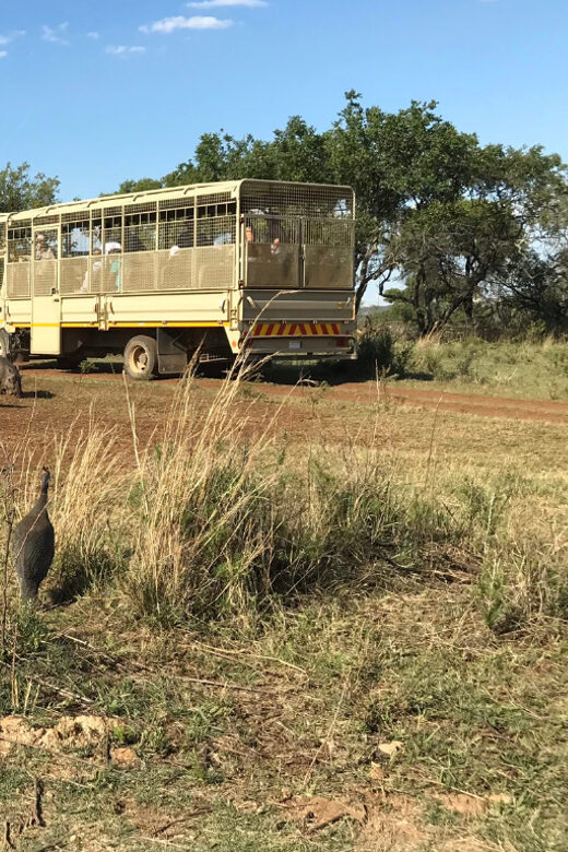 Johannesburg: Lion and Safari Park Guided Tour - Key Points
