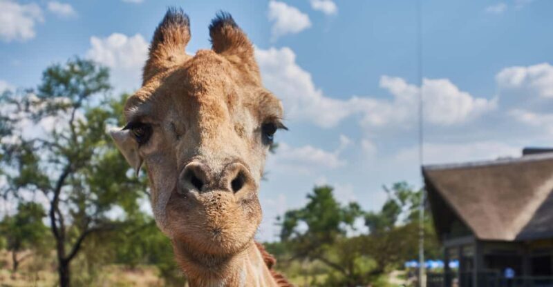 Johannesburg: Lion and Safari Park Guided Tour - Introduction: What Makes This Tour Stand Out?