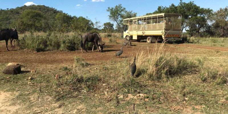 Johannesburg: Lion and Safari Park Guided Tour - Analyzing the Value: Is It Worth It?