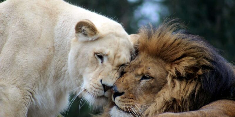 Johannesburg: Lion and Safari Park Guided Tour - Why This Tour Works Well for Certain Travelers