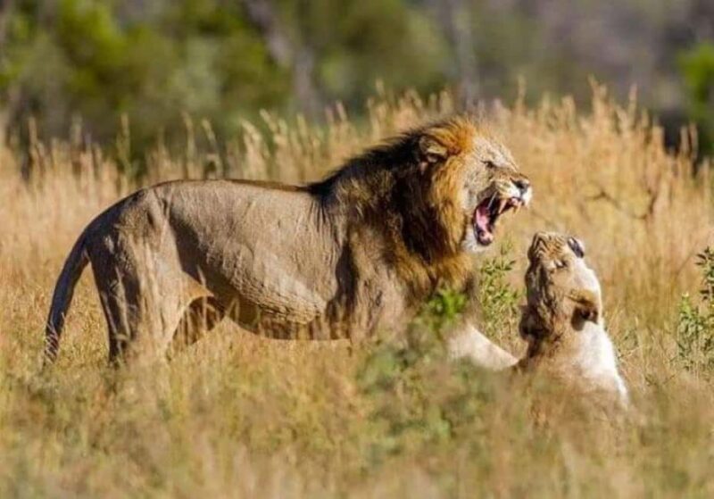 Johannesburg: Lion and Safari Park tour. Pick up Privately - Key Points