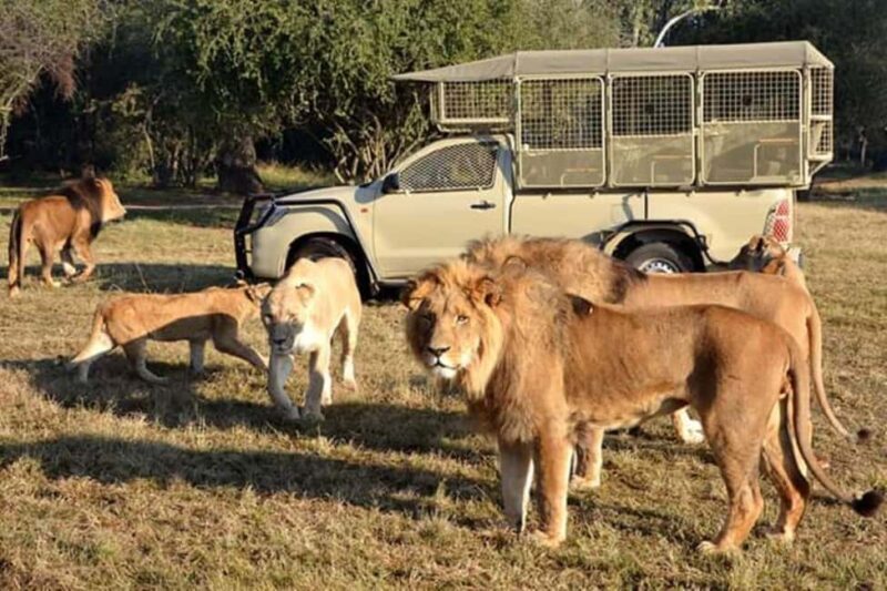 Johannesburg: Lion and Safari Park tour. Pick up Privately - An In-Depth Look at the Lion and Safari Park Tour