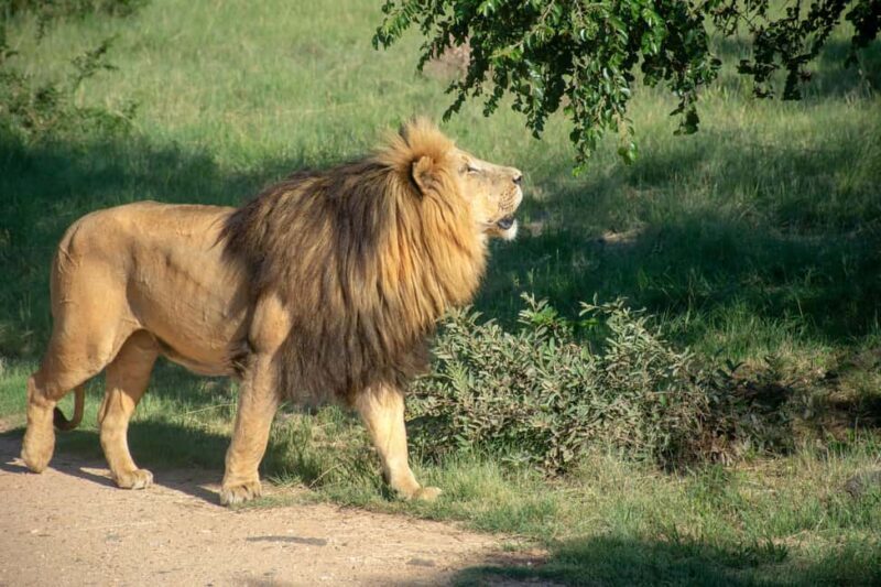 Johannesburg: Lion and Safari Park Tour with Hotel Pickup - FAQ