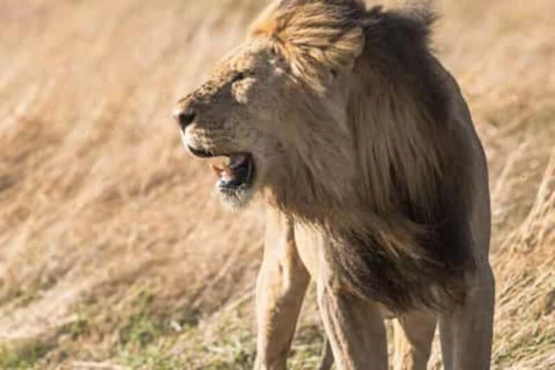 Johannesburg Lion & Safari Park TRANSFER & ENTRANCE INCLUDED - Key Points
