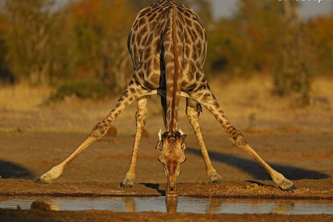 Johannesburg or Gaborone to Maun: 5 Day Rhinos, Diamonds & Okavango Delta Tour - Key Points