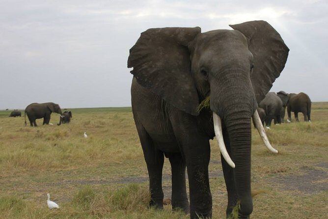 Johannesburg or Gaborone to Maun: 5 Day Rhinos, Diamonds & Okavango Delta Tour - FAQ