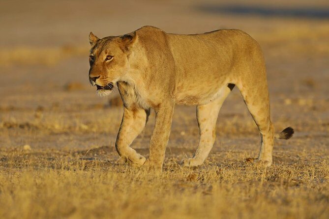 Johannesburg or Gaborone to Victoria Falls 10 Day ACROSS BOTSWANA SmallGroupTour - An In-Depth Look at This 10-Day Botswana Adventure