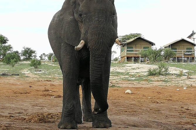 Johannesburg or Gaborone to Victoria Falls 10 Day ACROSS BOTSWANA SmallGroupTour - The Sum Up