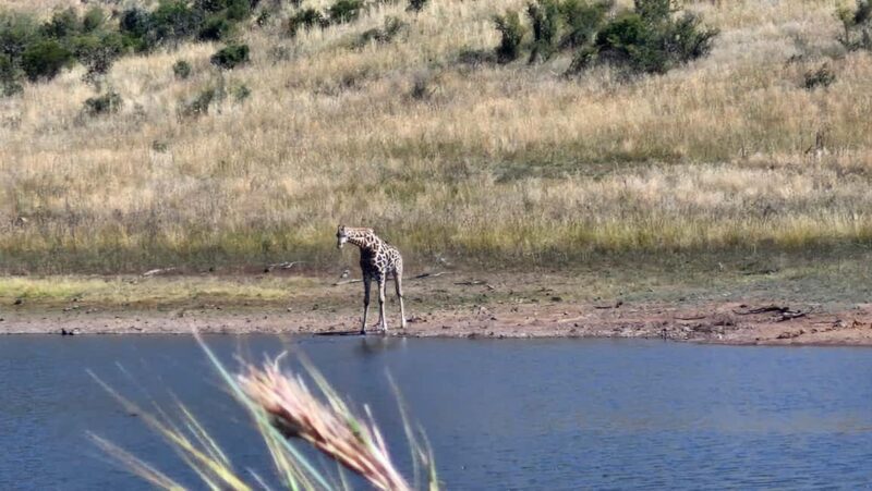 Johannesburg: Pilanesberg Nature Reserve Overnight Safari - An In-Depth Look at the Itinerary and Experience