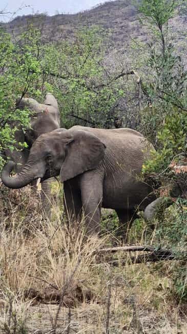 Johannesburg: Pilanesberg Nature Reserve Overnight Safari - Why This Safari Offers Great Value  