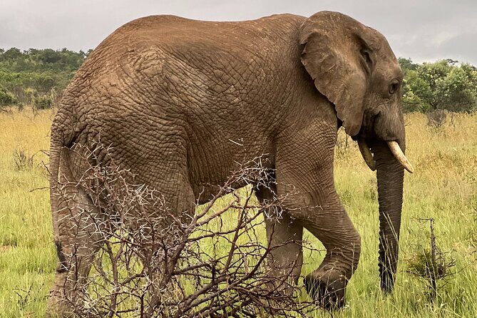 Johannesburg: Private Pilanesberg Park Game Drive Full Day Tour - Why This Tour Excels