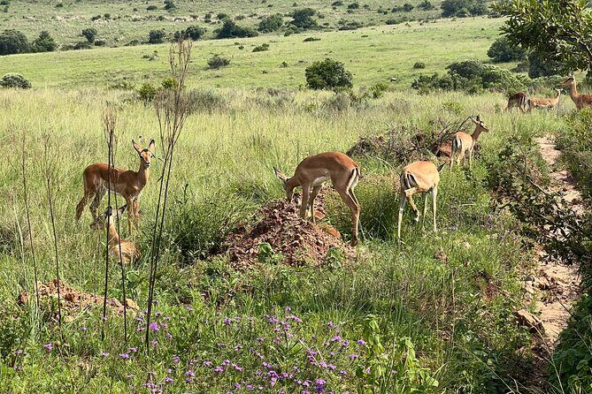 Johannesburg: Private Pilanesberg Park Game Drive Full Day Tour - FAQ
