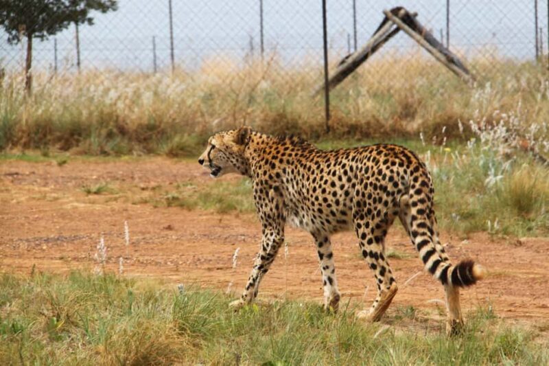 Johannesburg: Rhino and Lion Nature Reserve Safari - Introduction