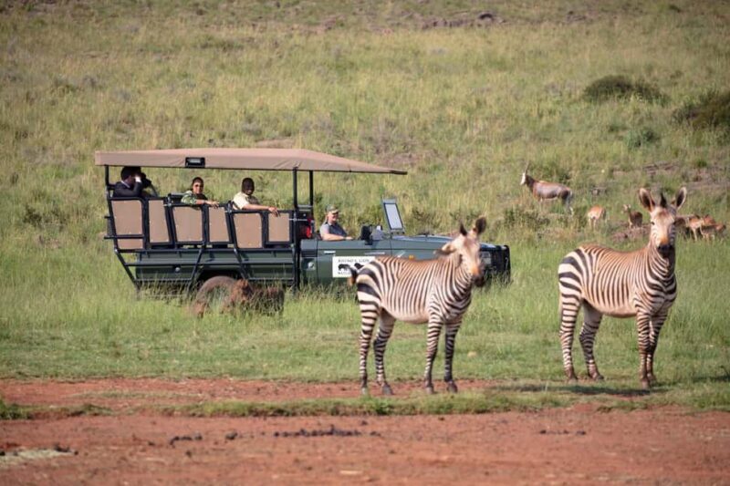 Johannesburg: Rhino and Lion Nature Reserve Safari - Key Points