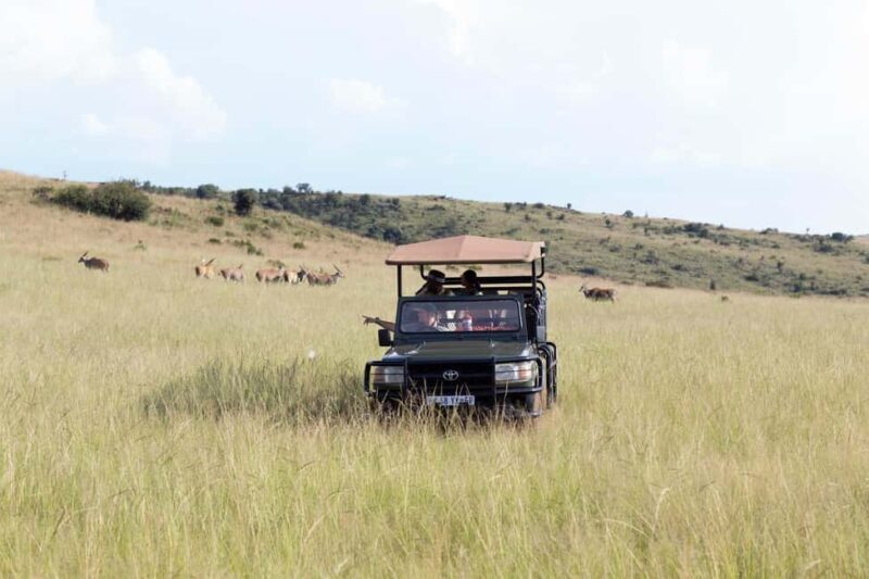 Johannesburg: Rhino and Lion Nature Reserve Safari - The Value of This Tour