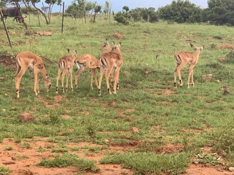 Johannesburg: Rhino and Lion Nature Reserve Safari - Practical Details and Tips
