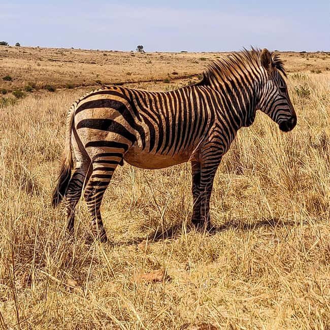 Johannesburg: Rhino and Lion Nature Reserve Safari - Who Is This Tour Best For?