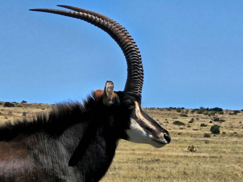 Johannesburg: Rhino and Lion Park Safari and Maropeng Museum - Key Points