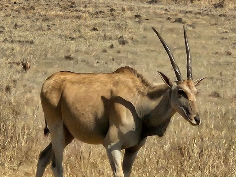 Johannesburg: Rhino and Lion Park Safari and Maropeng Museum - Final Thoughts