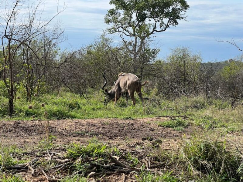 Johannesburg Safari Day Tour - Pilanesberg Big 5 Adventure - Key Points