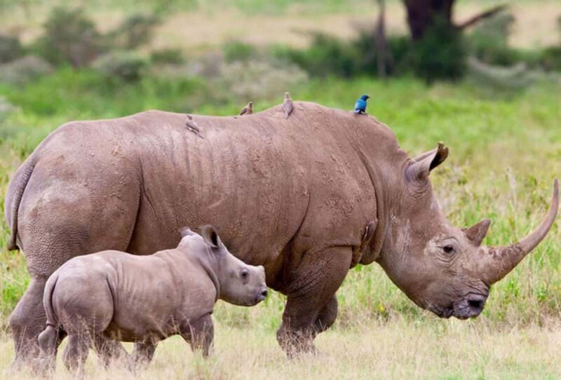 Johannesburg: Soweto, Dinokeng Culture and Wildlife Day Trip - Practical Details & Tips for the Perfect Day