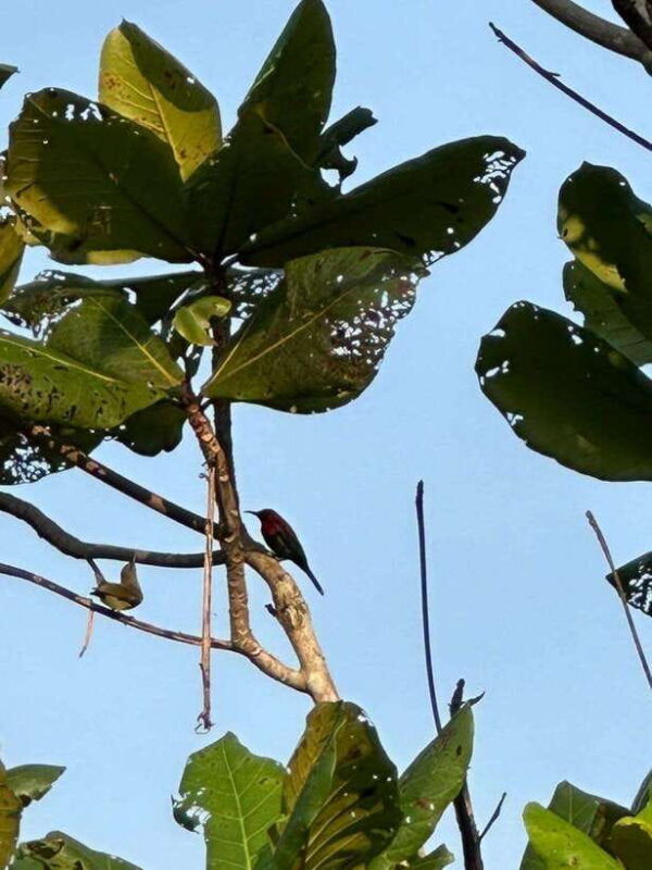 johor-belungkor-hill-hiking-tour