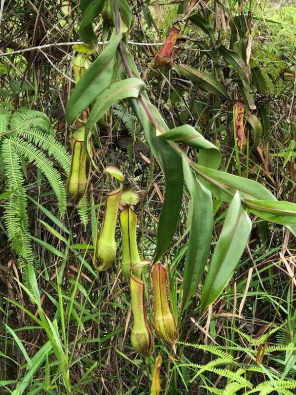 johor-belungkor-hill-hiking-tour