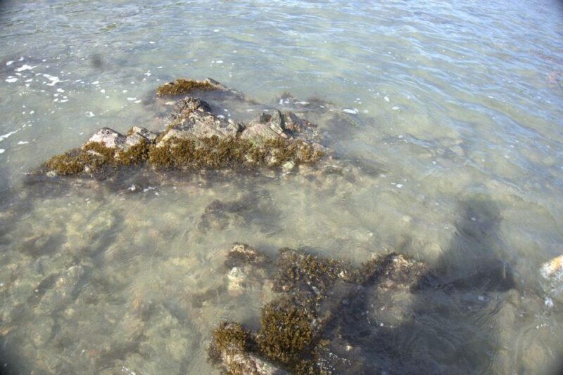 Johor: Desaru Beach Life and Tidepool Discovery - Why This Experience Offers Great Value