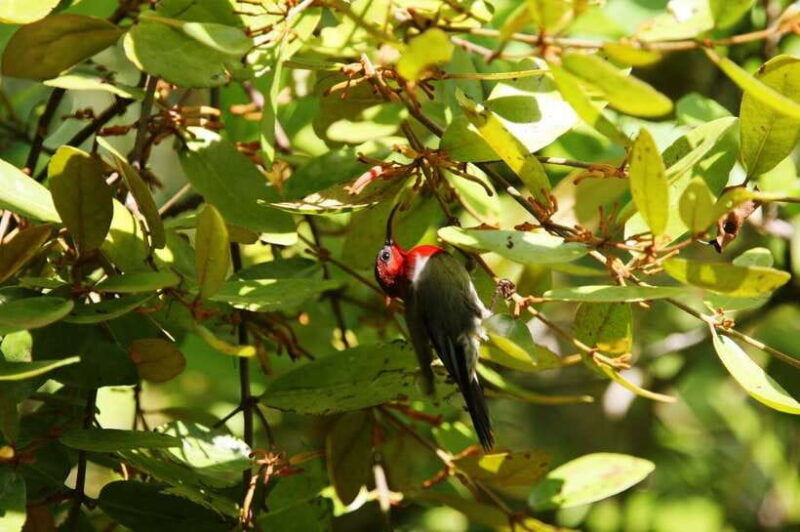 johor-desaru-coast-birdwatching-tour