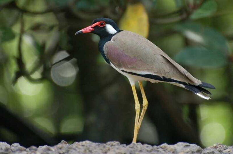 johor-desaru-coast-birdwatching-tour