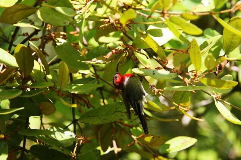 johor-desaru-coast-birdwatching-tour