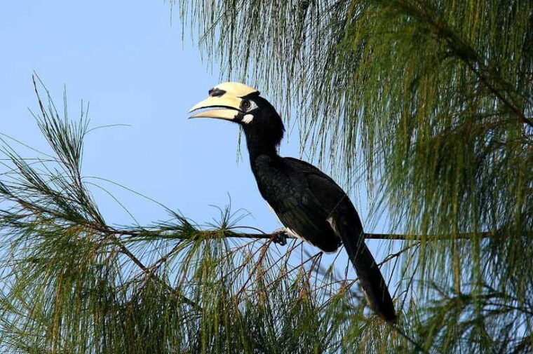 johor-desaru-coast-birdwatching-tour