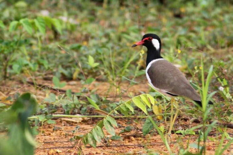johor-desaru-coast-cycling