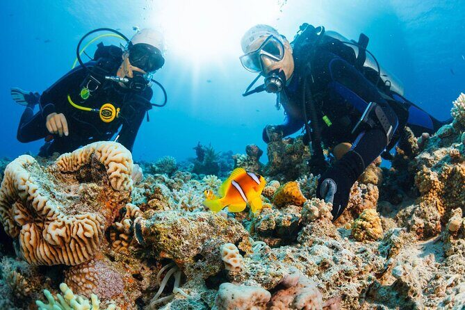 Join our Daily Diving Trip with 2 dives Transfer & Lunch-Hurghada - Key Points