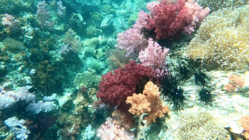 join-snorkeling-trip-7-spots-lunch-included