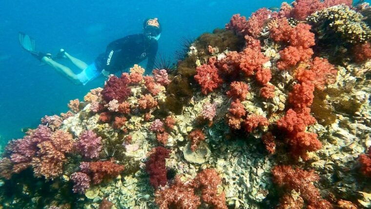 join-snorkeling-trip-7-spots-lunch-included
