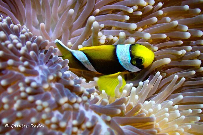Join us for your first bubbles ! - Practical Tips for Your Dive Experience