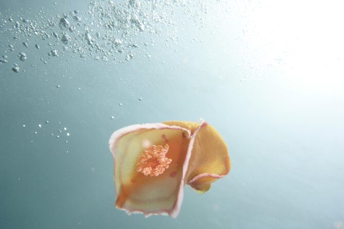 Join us for your first bubbles - Why choose this tour? A closer look at its strengths