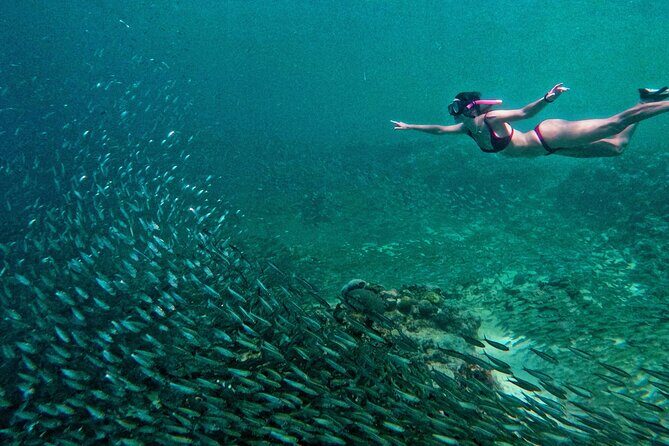 Joiners Whale Shark Watching Pescador Island Sardines and Turtle - Key Points