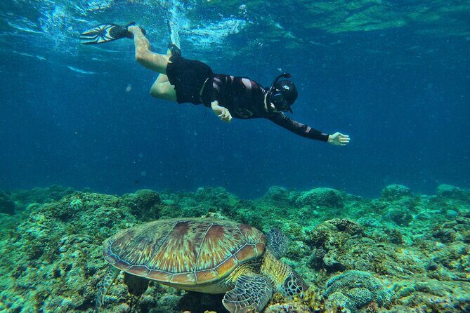 Joiners Whale Shark Watching Pescador Island Sardines and Turtle - Who Would Love This Tour?