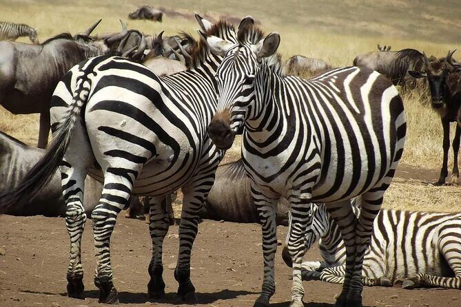 Joining Safari from Mwanza - Key Points
